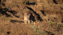 Tracking shot of Puma / Cougar (Puma concolor) juvenile female walking through scrub, Torres del Paine National Park, Chile. June.