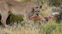 Puma / Cougar (Puma concolor) female feeding on Guanaco (Lama guanicoe) carcass, Torres del Paine National Park, Chile. January.