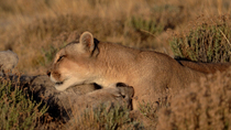 Puma / Cougar (Puma concolor) mother grooming her juvenile, Torres del Paine National Park, Chile. June.
