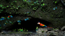 Cobalt-winged Parakeets (Brotogeris cyanoptera), Orange-cheeked parrots (Pyrilia barrabandi) and a Scarlet macaw (Ara macao) drinking from a clay lick. The Macaw enters the frame and frightens the sma...