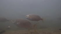 Flathead grey mullet (Mugil cephalus) and Salema (Sarpa salpa) school swimming past camera in the mouth of the Besos river. The fish enter and leave frame. Barcelona, Spain. October.