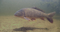 Common carps (Cyprinus carpio) enter frame, swim past the camera and then leave frame, Besos river, Barcelona, Spain. July.