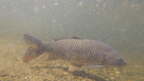 Common carps (Cyprinus carpio) swimming. The fish enter and leave the frame. Besos river, Barcelona, Spain. July.