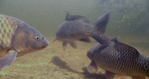 Common carps (Cyprinus carpio) enter frame, swim past the camera and then leave frame. Besos river, Barcelona, Spain. July.