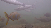 Flathead grey mullet (Mugil cephalus) and Salema (Sarpa salpa) school swimming past the camera in the mouth of the Besos river. The fish enter and leave frame. Barcelona, Spain. October.