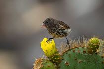 Darwin's Genovesa ground finch (Geospiza acutirostris) perched on Prickly Pear cactus (Opuntia sp.) flower, Genovesa Island, Galapagos Islands.
