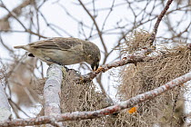 Darwin's large tree finch (Camarhynchus psittacula) breeding adult (black beak), hunting for wood-boring insects by cracking and peeling dead Palo Santo tree (Bursera graveolens) branches with st...
