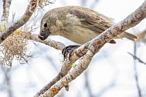 Darwin's large tree finch (Camarhynchus psittacula) breeding adult (black beak), hunting for wood-boring insects by cracking and peeling dead Palo Santo tree (Bursera graveolens) branches with st...