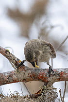 Darwin's large tree finch (Camarhynchus psittacula) hunting for wood-boring insects by cracking and peeling dead Palo Santo tree (Bursera graveolens) branches with strong parrot-like bill, Santa...