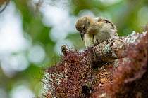 Darwin's woodpecker finch (Cactospiza pallida) perched on lichen covered branch in highland Scalesia cloud forest, Santa Cruz Island, Galapagos Islands.