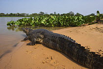 Yacare caiman (Caiman yacare) resting on sandy riverbank, Pantanal, Brazil.