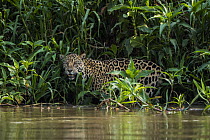 Jaguar (Panthera onca) standing among dense vegetation at water's edge, northern Pantanal, Mato Grosso, Brazil.