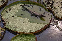 Yacare caiman (Caiman yacare) resting on Giant water lily (Victoria amazonica), Pantanal, Brazil.