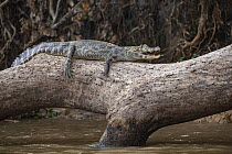 Yacare caiman (Caiman yacare) resting on on tree over river, Pantanal, Brazil.