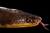 Closeup of Mexican burrowing python (Loxocemus bicolor) tasting air with tongue, head portrait, Sedgwick County Zoo, Kansas. Captive, occurs in Central and South America.