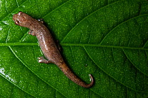 Northern banana salamander (Bolitoglossa rufescens) resting on leaf, Finca Sacmoc, Alta Verapaz, Guatemala.