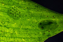Glass frog (Hyalinobatrachium viridissimum) male, camouflaged on leaf caring for eggs, Finca Sacmoc, Alta Verapaz, Guatemala.