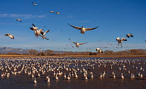 Snow geese (Anser caerulescens) flock taking flight from pond along the Rio Grande flyway in afternoon light, Bernardo Wildlife Area, New Mexico, USA. January.