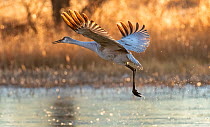 Sandhill crane (Antigone canadensis) taking flight from pond in morning light, Bernardo Wildlife Area, New Mexico, USA. January.