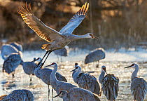 Sandhill cranes (Antigone canadensis) flock standing in frozen pond, with one taking flight, in cold morning light, Bernardo Wildlife Area, New Mexico, USA. January.