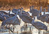 Sandhill cranes (Antigone canadensis) flock standing in frozen pond, with their breath visible in cold morning light, Bernardo Wildlife Area, New Mexico, USA. January.