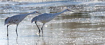 Two Sandhill cranes (Antigone canadensis) standing in ice covered pond, about to take flight in morning light, Bernardo Wildlife Area, New Mexico, USA. January.