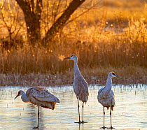 Three Sandhill cranes (Antigone canadensis) standing in frozen pond, with their breath visible in the cold morning light, Bernardo Wildlife Area, New Mexico, USA. January.