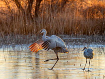 Two Sandhill cranes (Antigone canadensis) freeing their legs from ice as dawn light warms their pond, Bernardo Wildlife Area, New Mexico, USA. January.