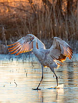 Sandhill crane (Antigone canadensis) freeing its legs from ice as dawn light warms the pond, Bernardo Wildlife Area, New Mexico, USA. January.