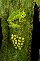 Talamanca glass frog (Hyalinobatrachium talamancae) male guarding frogspawn attached to underside of leaf, Veragua Rainforest, Costa Rica.