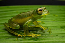 Emerald glass frog (Espadarana prosoblepon) sitting on leaf, Sierpe, Costa Rica.