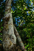 Mossy leaf-tailed gecko (Uroplatus sikorae) camouflaged against tree trunk, Andasibe-Mantadia National Park, Madagascar.