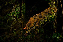 Cryptic chameleon (Calumma crypticum)  male resting on a branch at dusk, Ranomafana National Park, Madagascar.