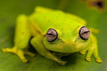 Polka dot tree frog (Boana punctata) sitting on leaf and looking forward, Villa Carmen Biological Station, Peru.