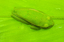 Polka dot tree frog (Boana punctata) camouflaged against underside of leaf, Villa Carmen Biological Station, Peru