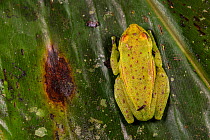 Polka-dot tree frog (Boana punctata) under normal lighting, Villa Carmen Biological Station, Peru. Sequence 2/2.