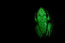 Polka-dot tree frog (Boana punctata) fluorescing under UV lighting, Villa Carmen Biological Station, Peru. Sequence 2/2. Fluorescence only recently discovered.