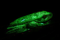Polka-dot tree frog (Boana punctata) fluorescing under UV lighting, Villa Carmen Biological Station, Peru. Sequence 2/2. New Discovery. Fluorescence only recently discovered.