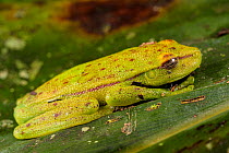Polka-dot tree frog (Boana punctata) under normal lighting, Villa Carmen Biological Station, Peru. Sequence 1/2.