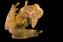 La Palma glass frog (Hyalinobatrachium valerioi) sitting on glass and displaying transparency of underside. Captive.