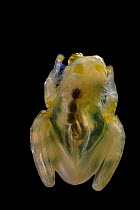 La Palma glass frog (Hyalinobatrachium valerioi)sitting on glass and displaying transparency of underside. Captive.