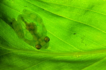 La Palma glass frog (Hyalinobatrachium valerioi) attached to underside of leaf, showing its transparency. Captive.