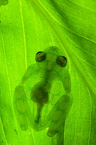 La Palma glass frog (Hyalinobatrachium valerioi) attached to  underside of leaf, showing its transparency. Captive.