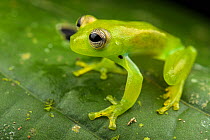 Dwarf glass frog (Teratohyla spinosa) sitting on leaf, Panama.