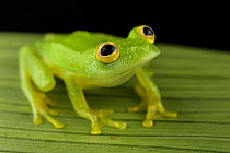 Bear-hearted glass frog (Hyalinobatrachium colymbiphyllum) resting on leaf, Panama.