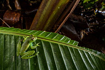 Emerald glass frog (Espadarana prosoblepon) resting on leaf in cloud forest and looking around, Panama.