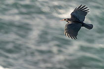 Red-billed chough (Pyrrhocorax pyrrhocorax) in flight over  the sea along coastline. Cape Cornwall, UK, Atlantic Ocean.