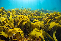 Golden kelp (Laminaria ochroleuca) forest, Lizard Peninsula, Cornwall, UK, Atlantic Ocean.