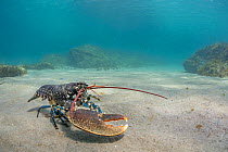 European lobster (Homarus Gammarus) with missing left claw, walking over sandy seabed, Lizard Peninsula, Cornwall, UK, Atlantic Ocean.