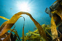Golden kelp (Laminaria ochroleuca) with Spotted gobies (Gobiusculus flavescens) swimming in shallow water, backlit by the summer sunshine, Lamorna cove, West Cornwall, UK, Atlantic Ocean.